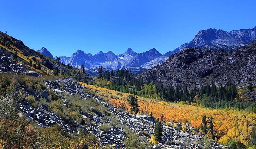 Fall colors in Bishop, California.
