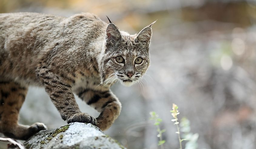 Bobcat hunting, (Lynx rufus), California, Yosemite National Park