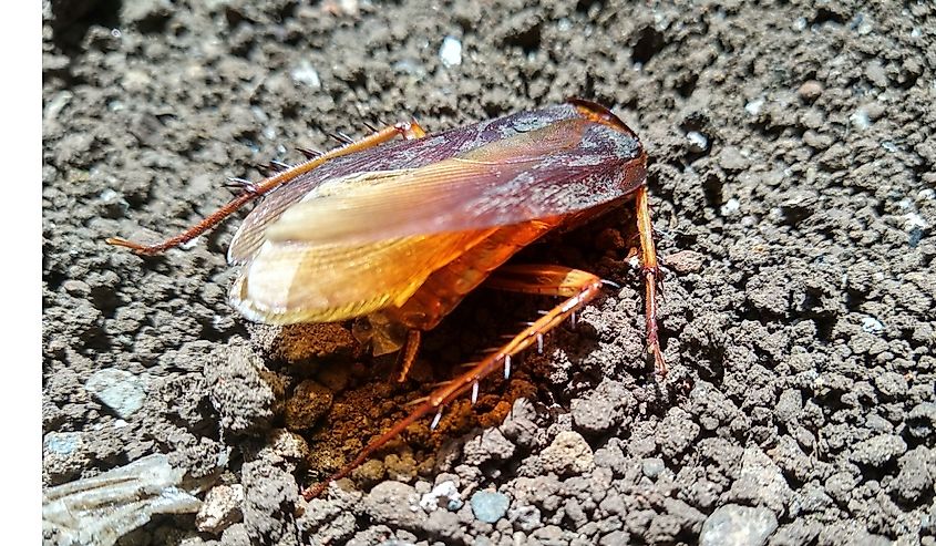 View of a cockroach without its head on some gravel.