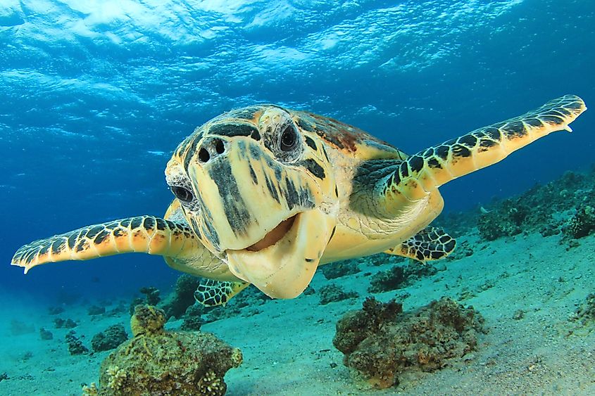 5 Endangered Ocean Animals - WorldAtlas 5 Endangered Ocean Animals - WorldAtlas