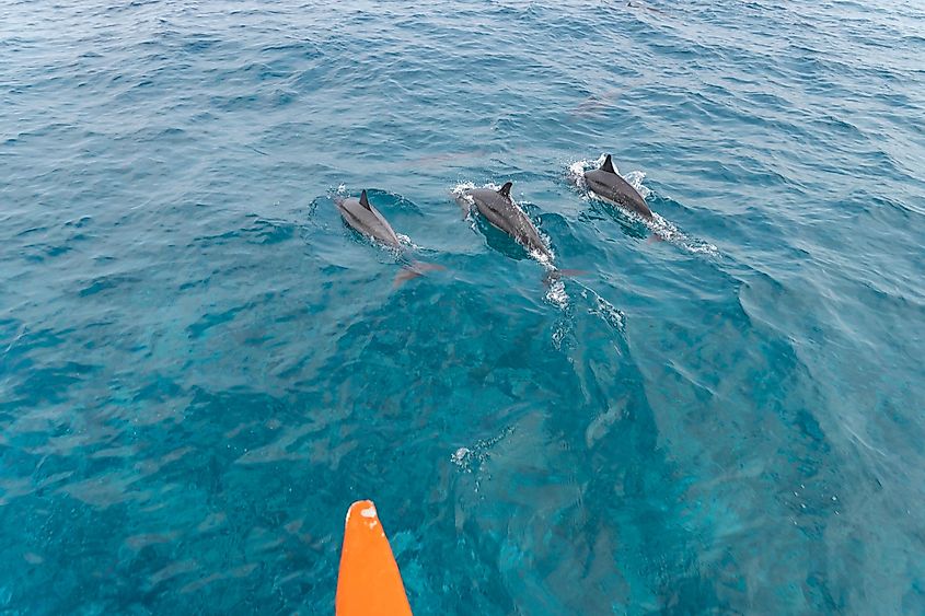 Dolphins swimming the Lakshadweep Sea.