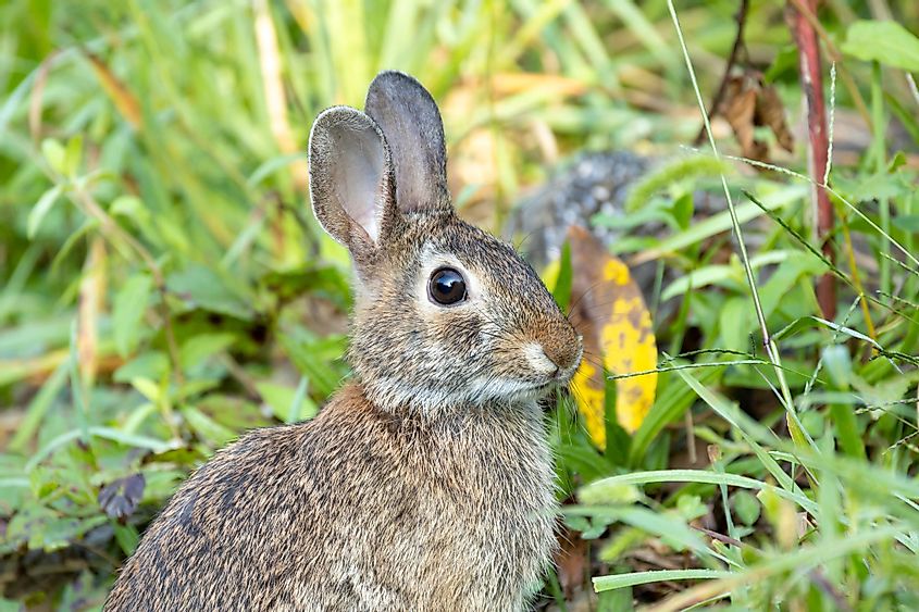 A wild eastern cottontail rabbit in Houston Meadow, Wissahickon Valley Park, Philadelphia
