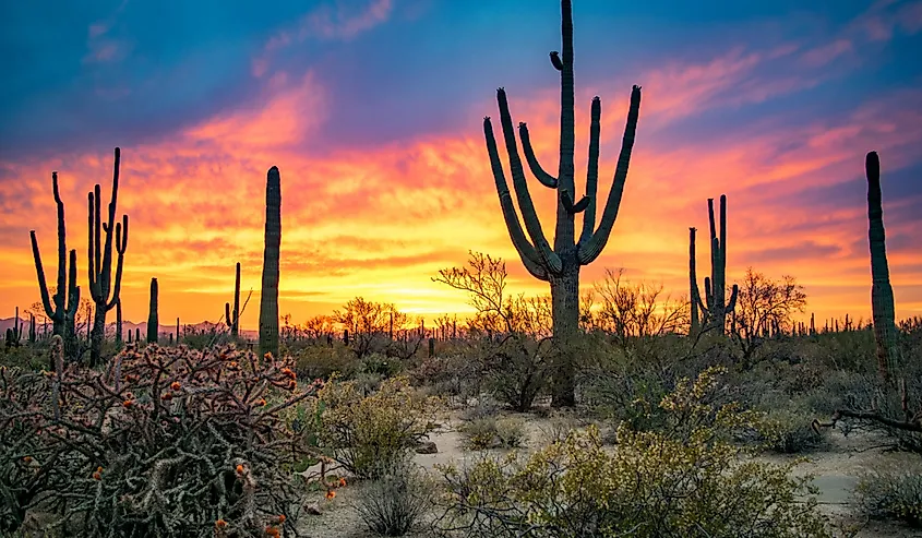 Saguaro National Park, Arizona, USA