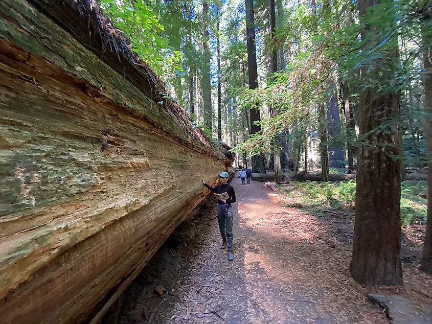 A woman walks alongside a felled redwood, dwarfed, even lying on its side. 