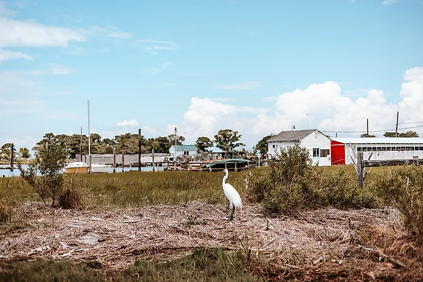 White heron on Smith Island, Maryland.