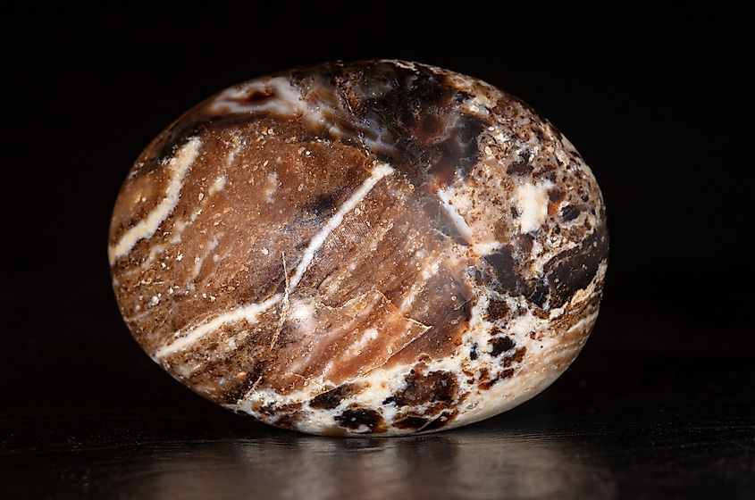 Polished palm stone of petrified wood
