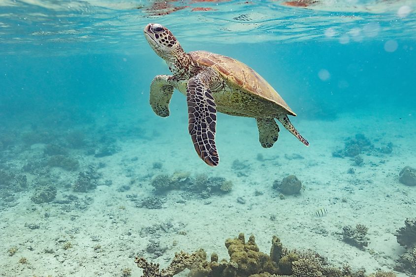 Close up of a green turtle in the ocean at Ningaloo Reef in Western Australia. 