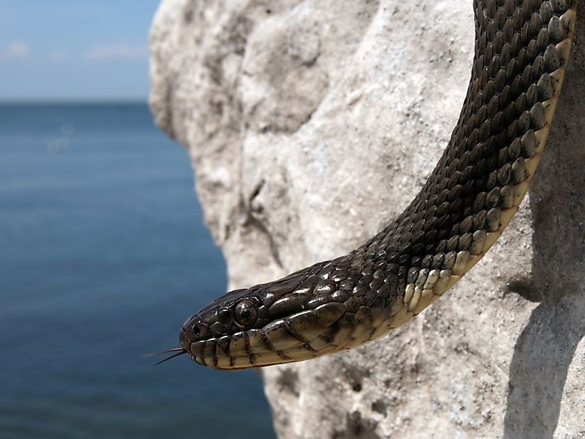 The highly endangered Lake Erie watersnake.