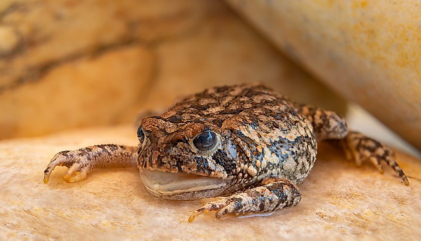 The Carolina Gopher Frog (Lithobates capito capito) is a subspecies of the Gopher Frog (Lithobates capito).