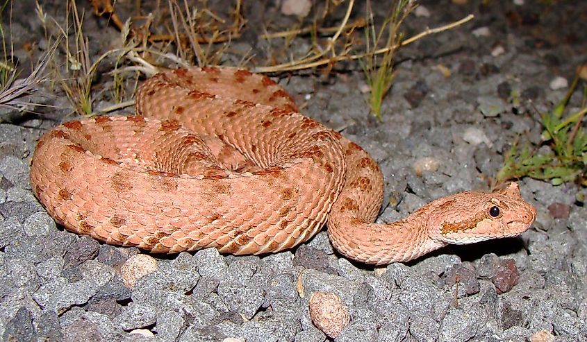 Mojave Sidewinder, Crotalus cerastes