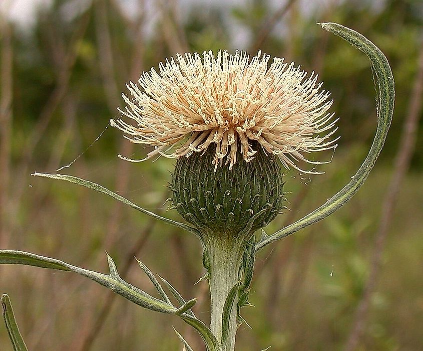 Pitcher's thistle, Cirsium pitcheri