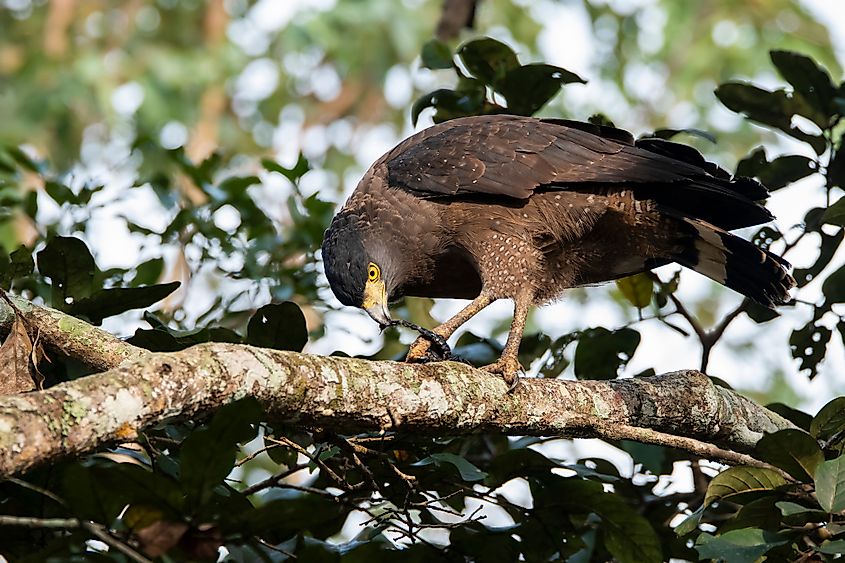 Crested serpent eagle eating