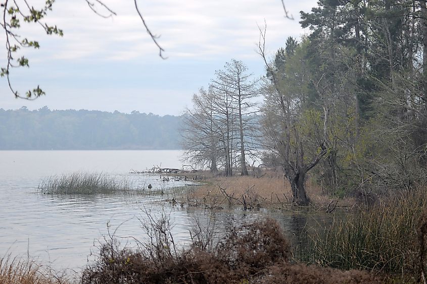 An inlet of the Toledo Bend Reservoir seen from Indian Mounds Wilderness, Sabine National Forest.