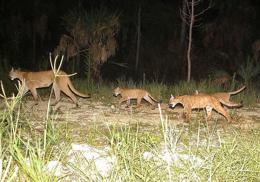 Puma concolor coryi