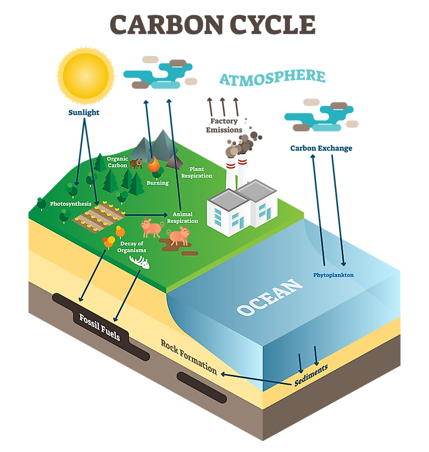 Carbon cycle