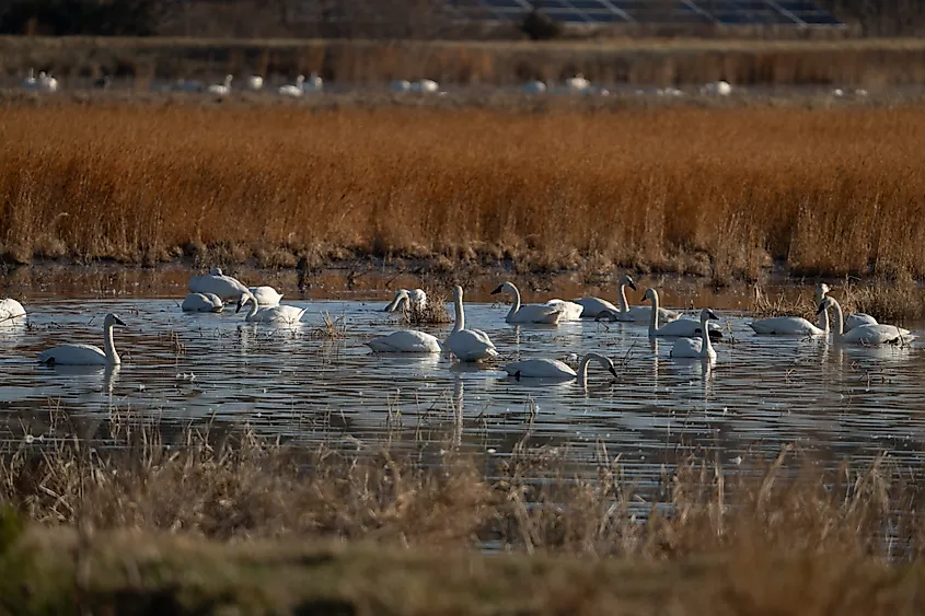 Tundra swans at the Blackwater National Wildlife Refuge in Maryland.