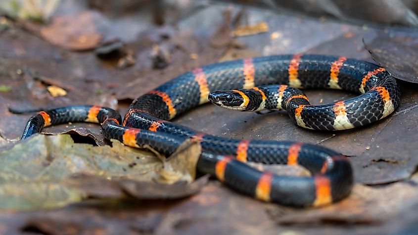 The eastern coral snake