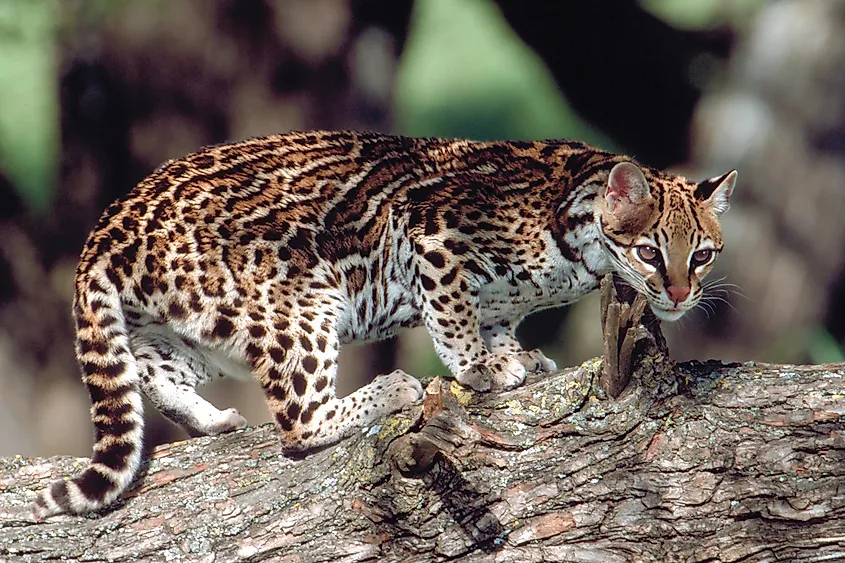 A gorgeous ocelot on a tree trunk.