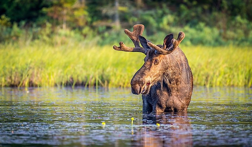 Bull moose in Algonquin Park, Ontario, Canada.