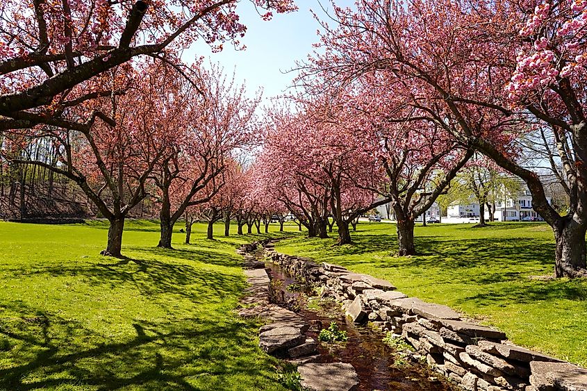 Rows of pink cherry blossom trees line a grassy park in Dover, New Jersey, framing a narrow stone-edged stream on a sunny spring day.