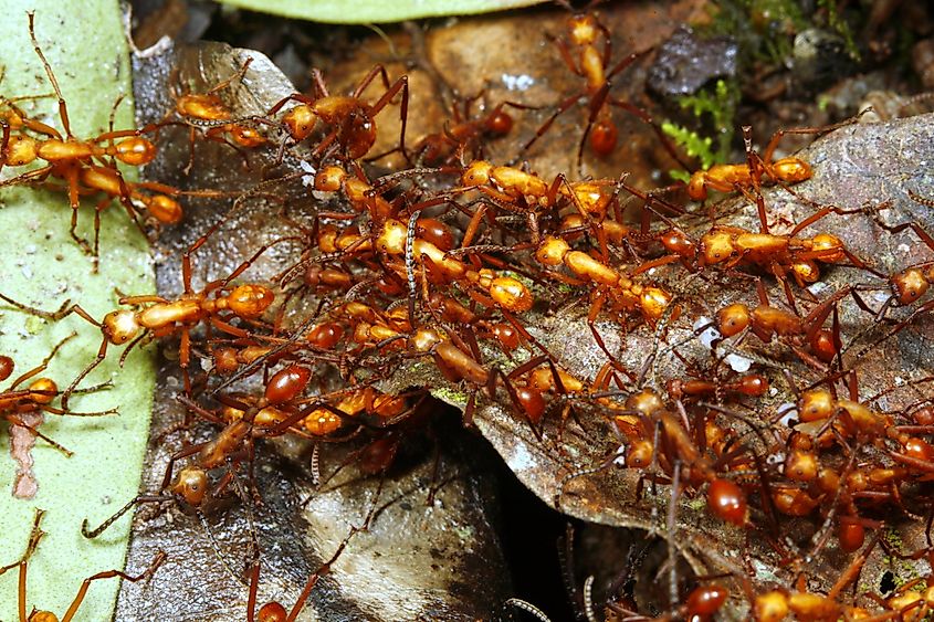 Trail of army ants