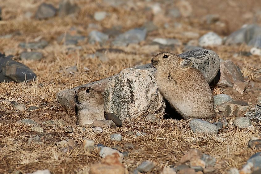 plateau pika