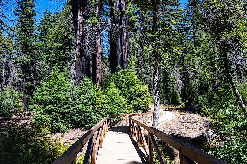 Redwoods in a California state park