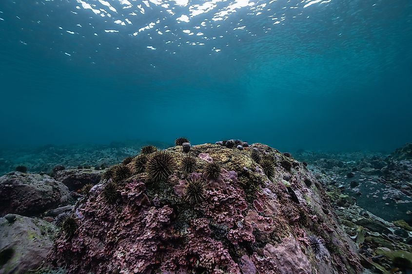 Sea urchins