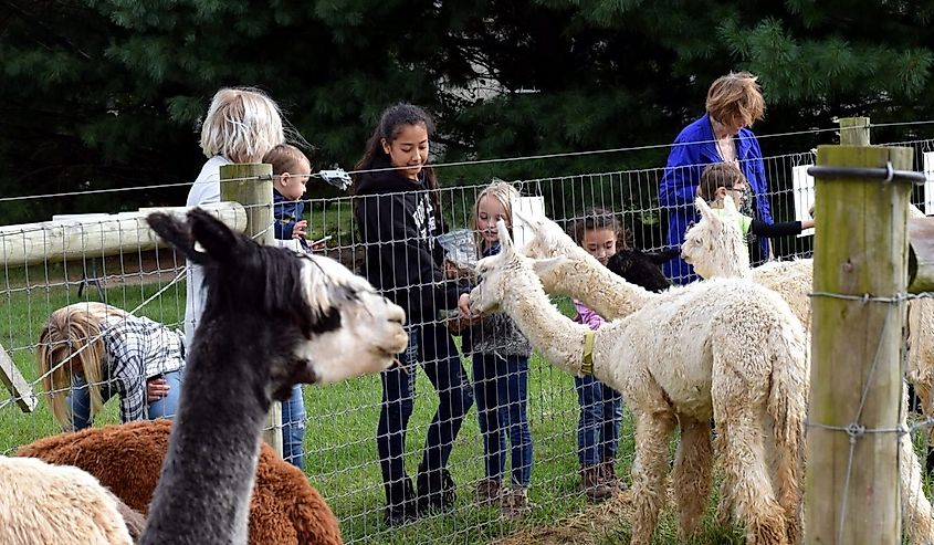 Tourists at Heritage Farm petting and visiting alpacas.