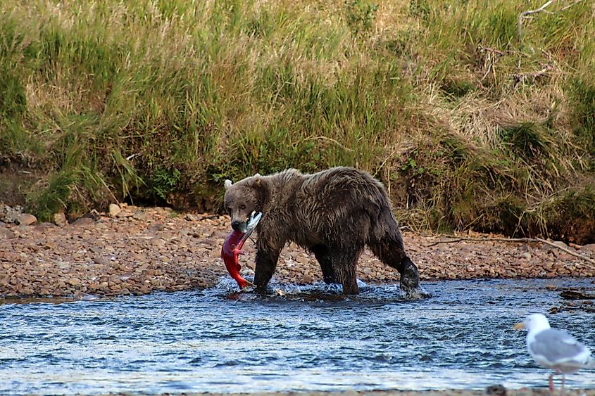 Brown Bear- grizzly bear in Lake Clark National Park and Preserve Alaska, while salmon hunting