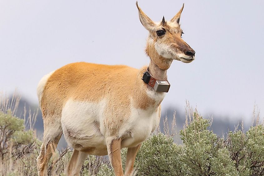 Pronghorn Antelope in Yellowstone National Park.