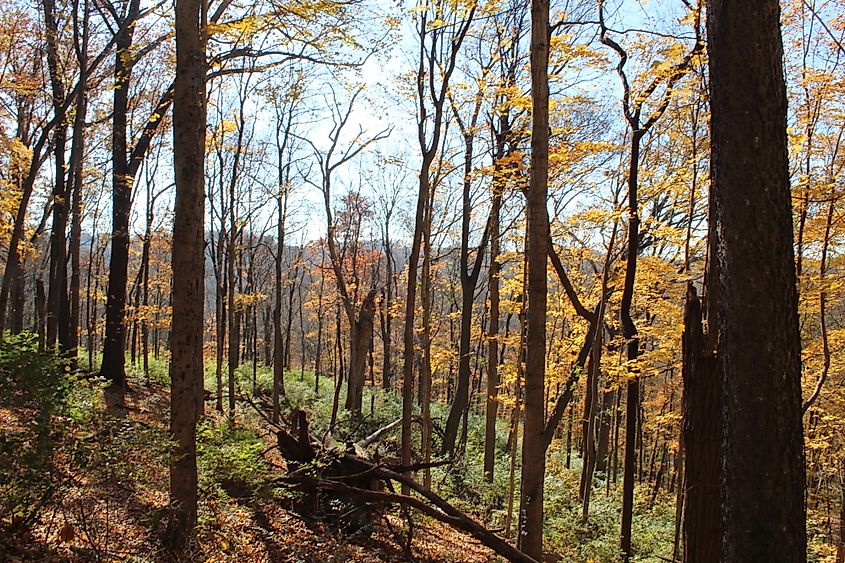 Percy Warner Park