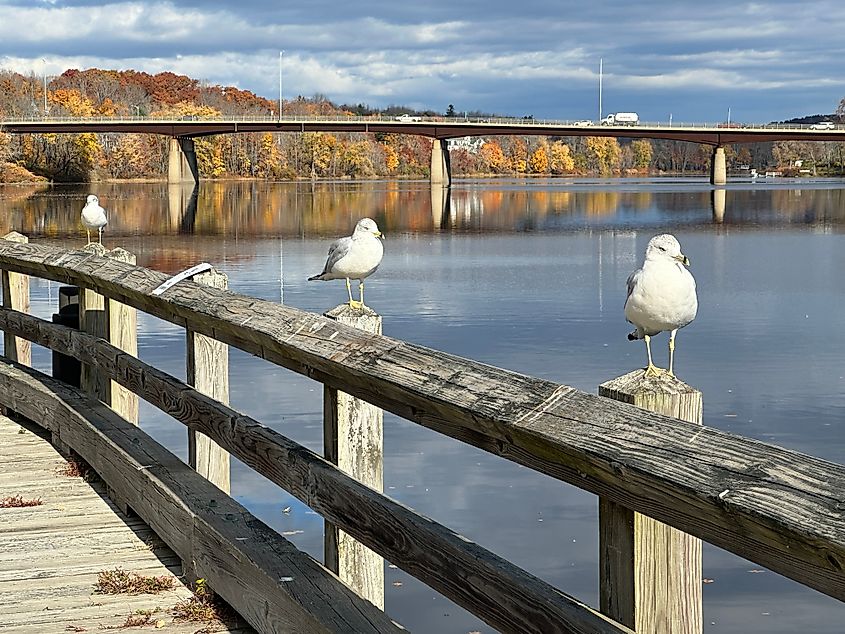 Seagulls along the Kennebec River in the waterfront park in Gardiner Maine
