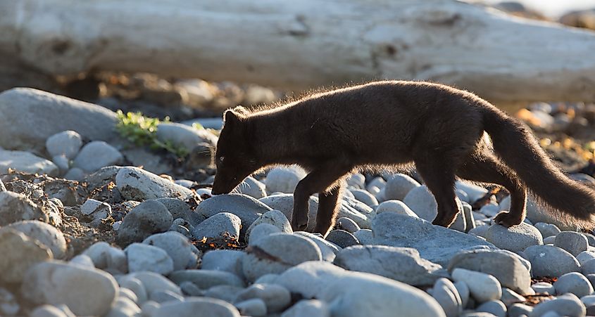 Arctic fox kitten