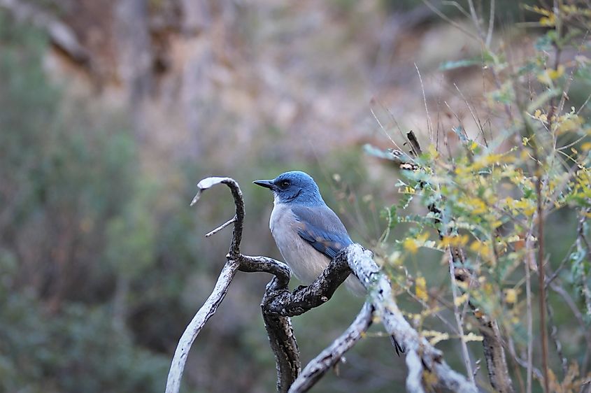 Mexican Jay in Big Bend National Park, Texas.