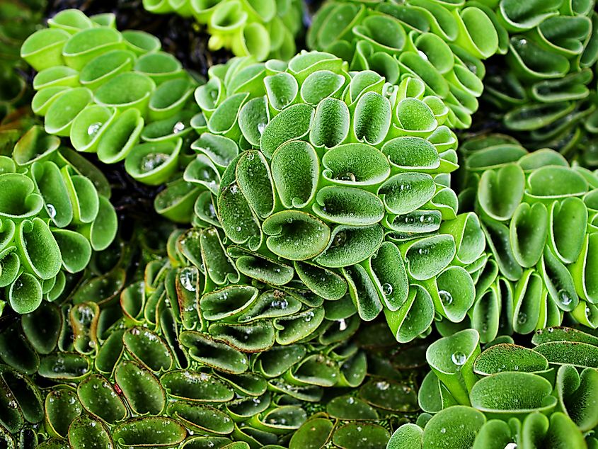 Macro green Giant Salvinia.