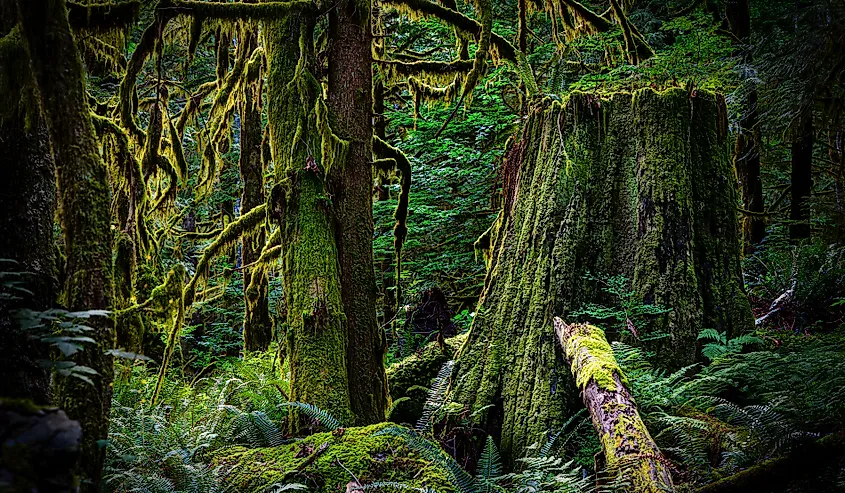 An old-growth forest with layered canopy, standing dead trees, and downed logs on the forest floor.