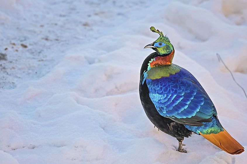 Himalayan monal