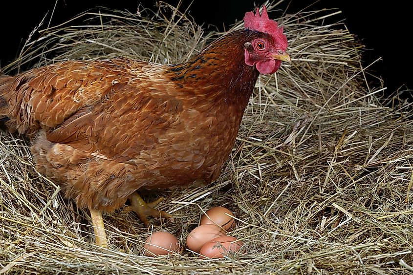 Animals Hatched From Eggs Examples All Red Mania
