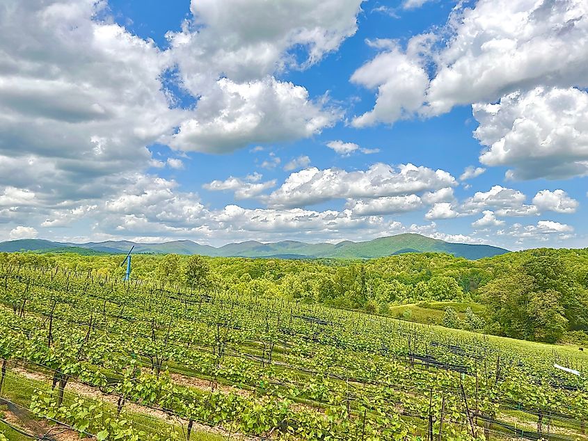 A vineyard in the Blue Ridge Mountains near Dahlonega in Georgia.