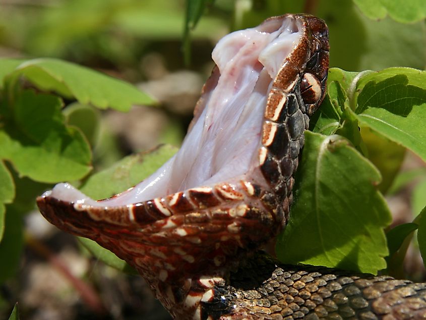 Western Cottonmouth (Agkistrodon piscivorus leucostoma).