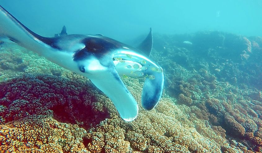 Manta ray swimming above the reef off the coast of Fiji