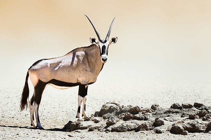 Gemsbok antelope standing in desert scrub