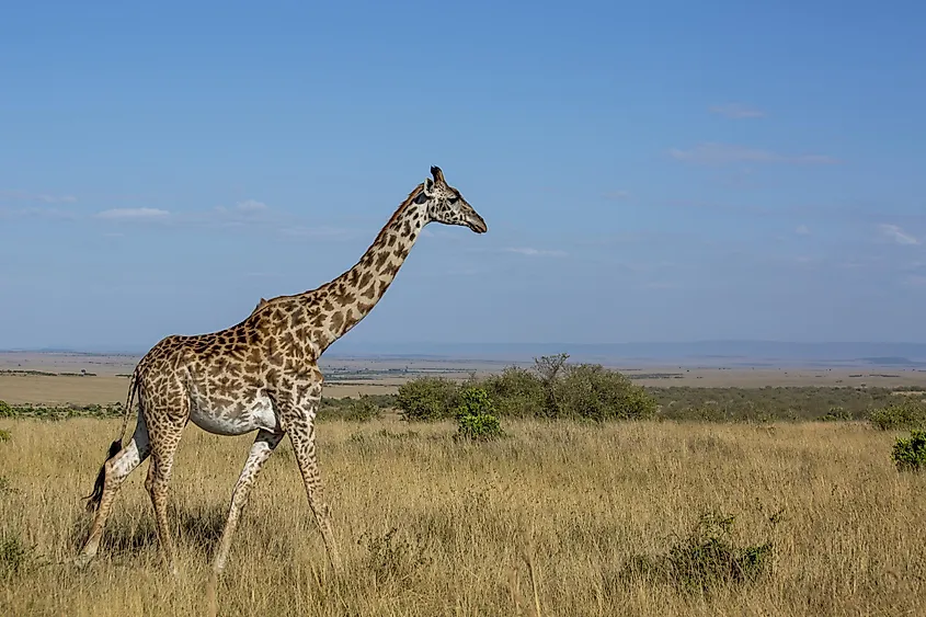 Giraffe in Masai Mara