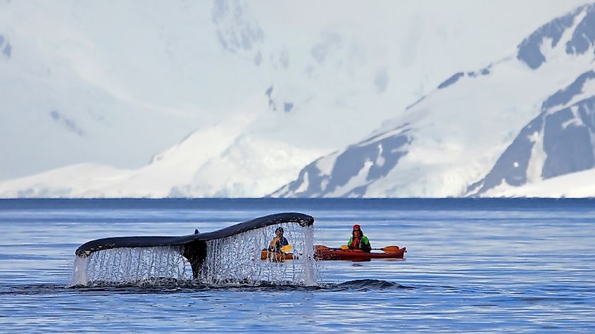 Antarctica whales