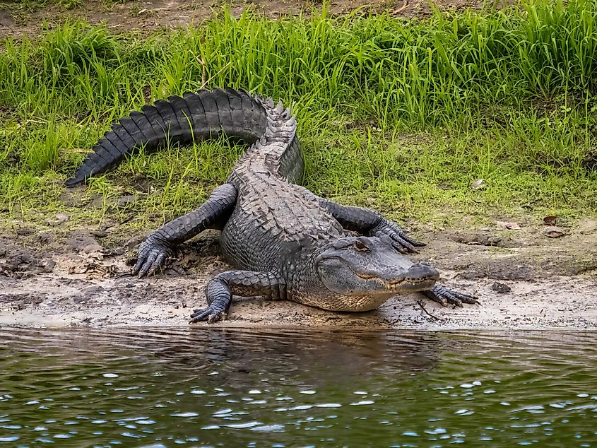 american alligator