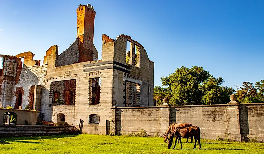 Wildlife on Cumberland Island National Seashore.