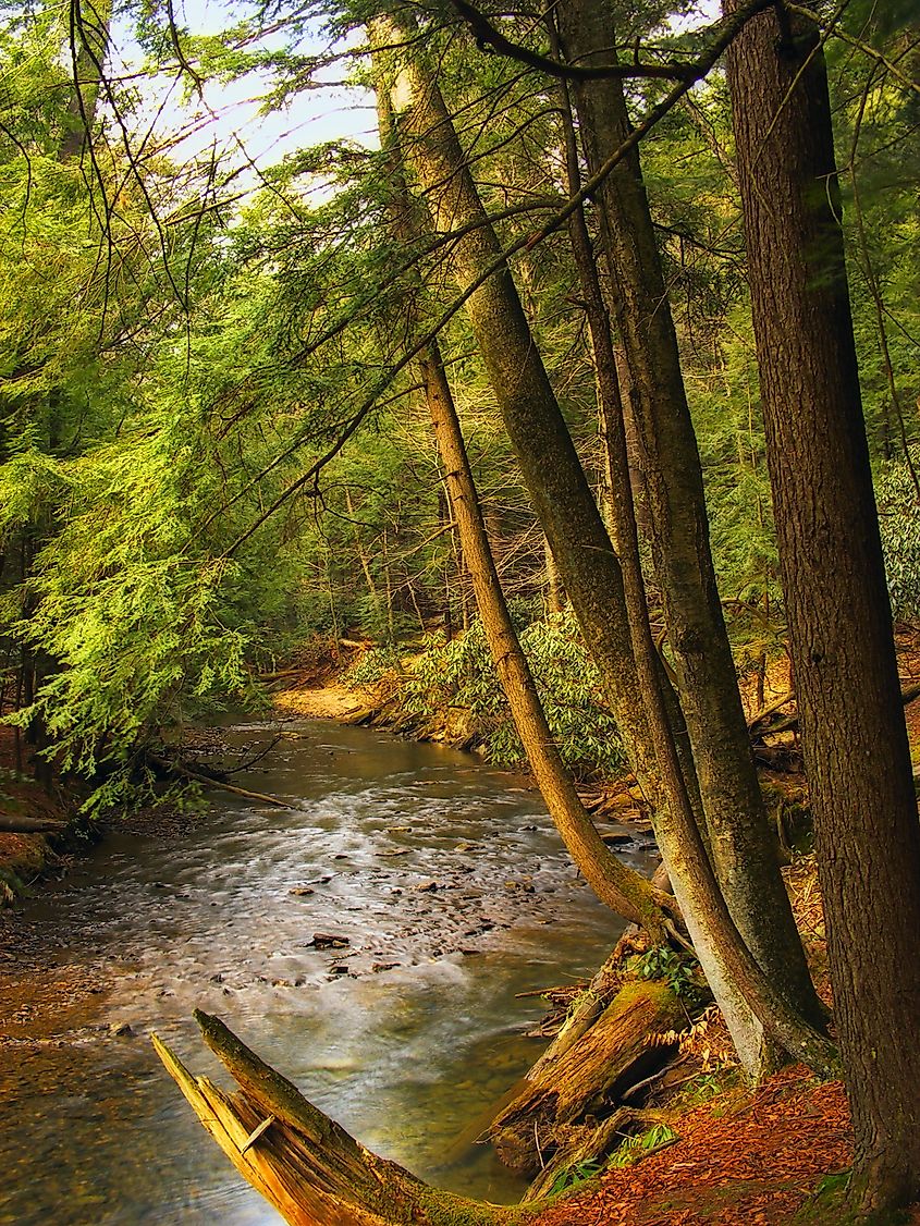 Tom's Run, Cook Forest State Park, Clarion County, Pennsylvania.