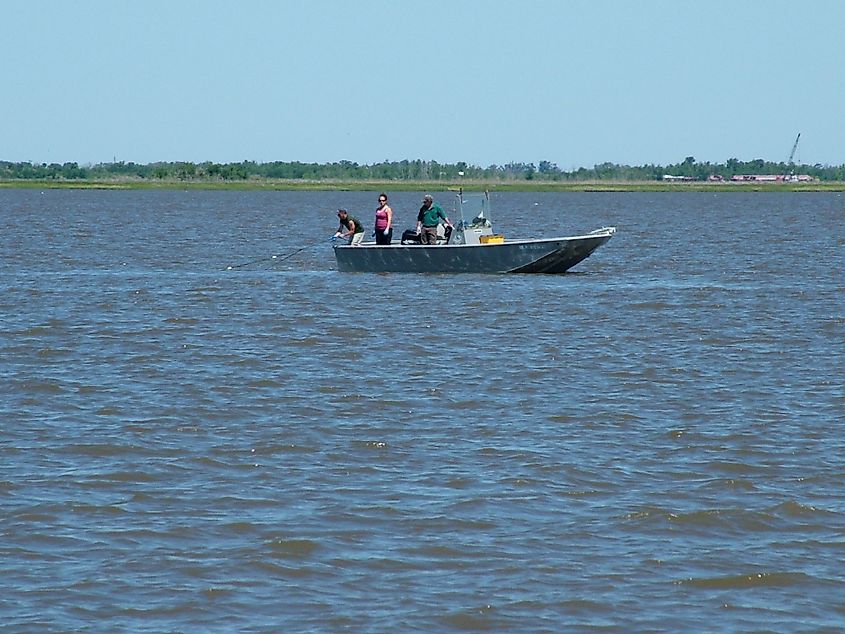 Catching crew at Calcasieu Lake. Editorial credit: By Louisiana Sea Grant College Program, CC BY 2.0, https://commons.wikimedia.org/w/index.php?curid=80887270