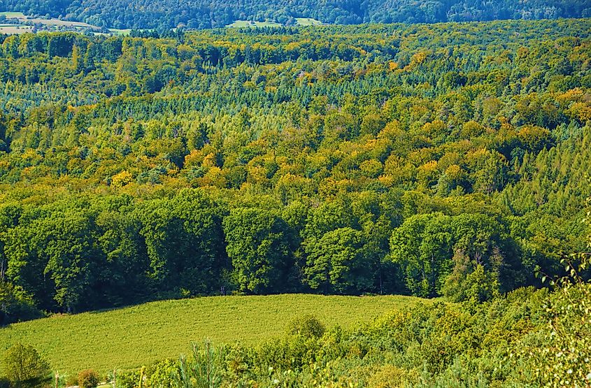 Aerial landscape view of a dense forest in France. 